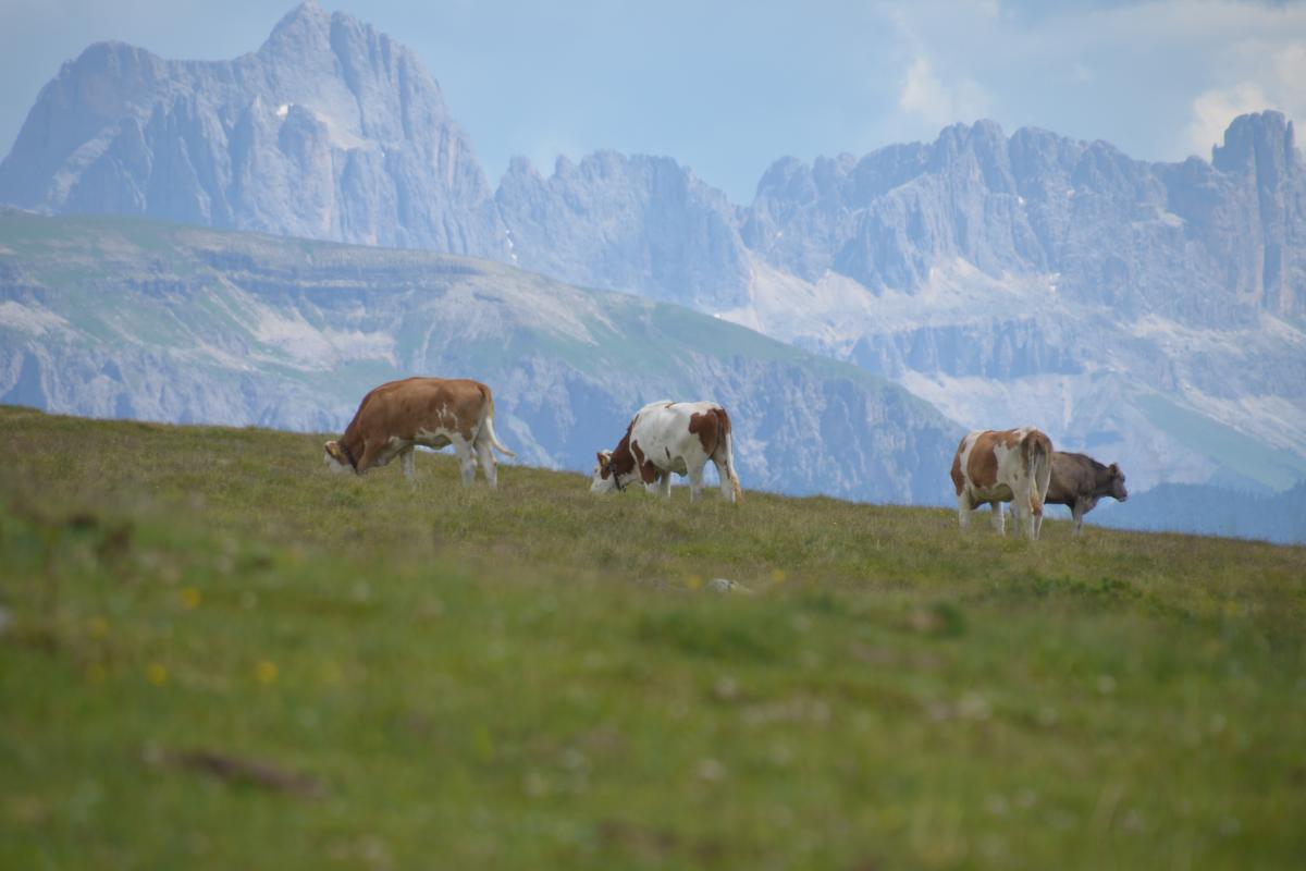 Latschenbrennerei und Platzer Alm 23.07.2020